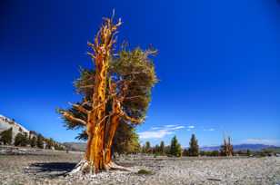 Bristlecone Pine, Patriarch Grove-3869 Bristlecone Pine, Patriarch Grove-3869